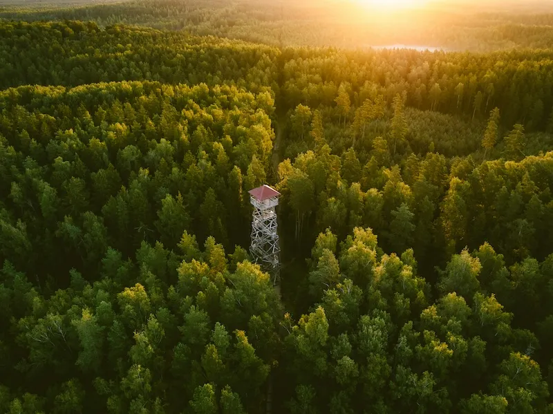 A fire tower in a forest