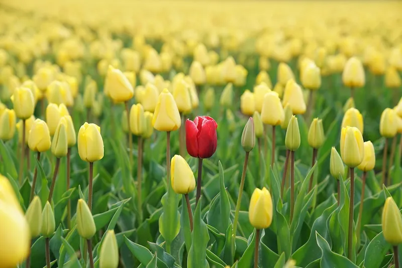 A red tulip in a field of yellow tulips