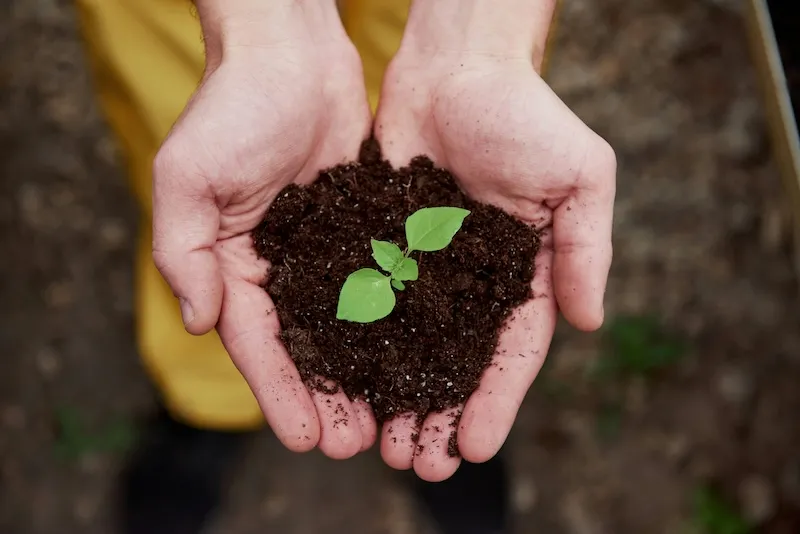 Hands holding soil with a seedling growing out of it.